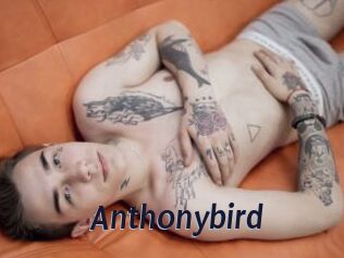 Anthonybird