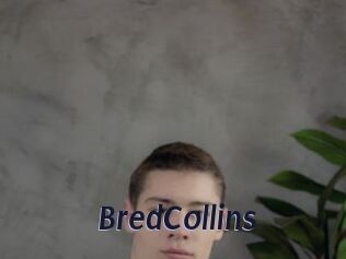 BredCollins