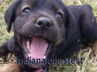 Indianajonestest